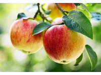 0135025 vehicle image