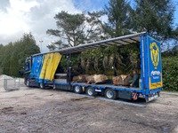 0332025 vehicle image